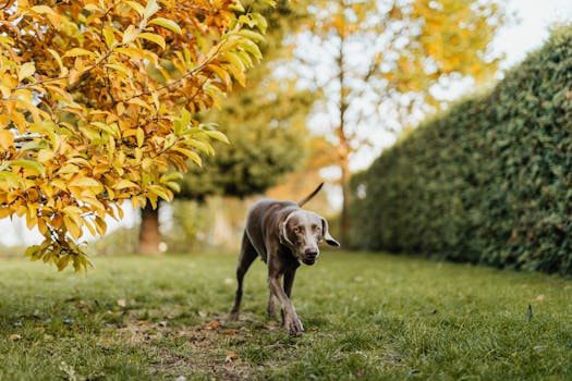 happy hunting dog outdoors