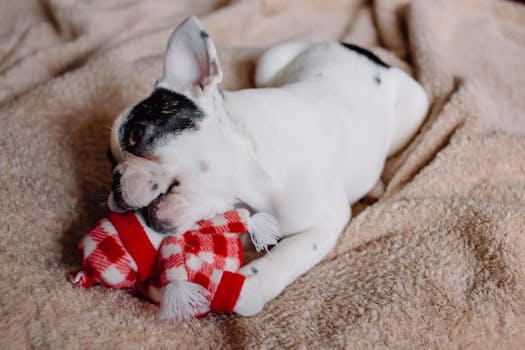 puppy chewing on a toy