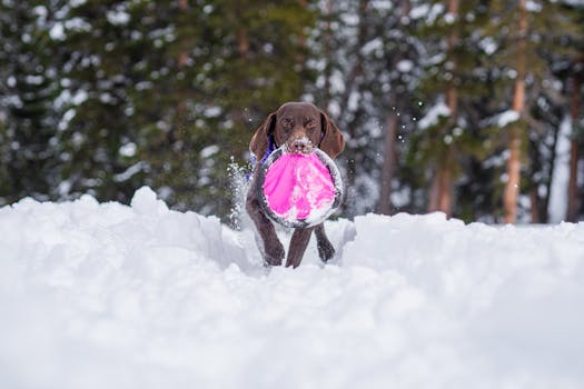 hunting dog in action