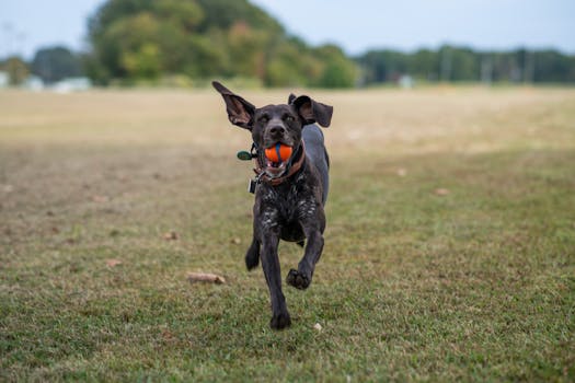 happy hunting dog enjoying fetch