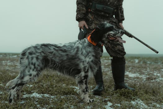 hunting dog preparing for field trial