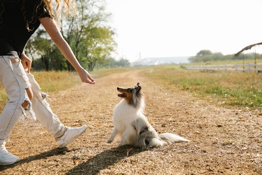 hunter training dog in field