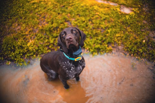 happy hunting dog with water bowl