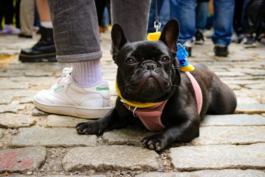 puppy wearing a comfortable harness