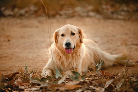 dog retrieving a dummy in the field