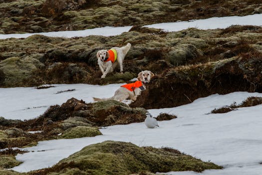 hunting dog wearing a high-visibility vest