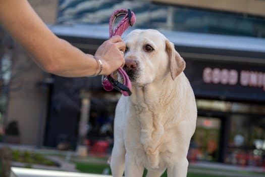 Clear hand signals for dog commands