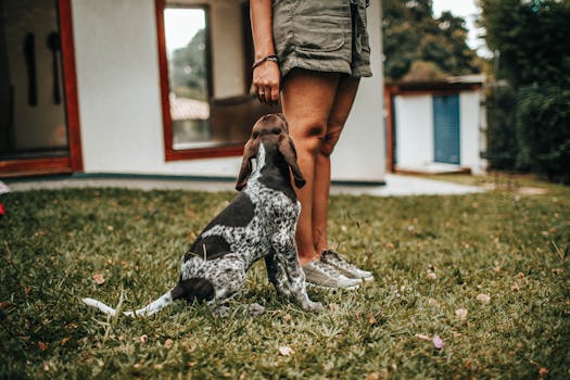 dog overcoming distractions during training