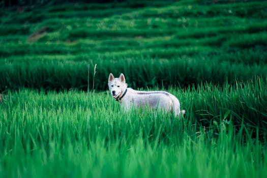 hunter practicing with dog in field