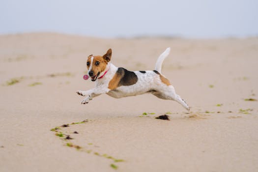 dog tracking in field