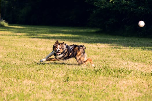 dog training session in a field