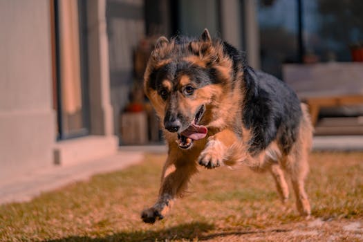 dog training in a yard