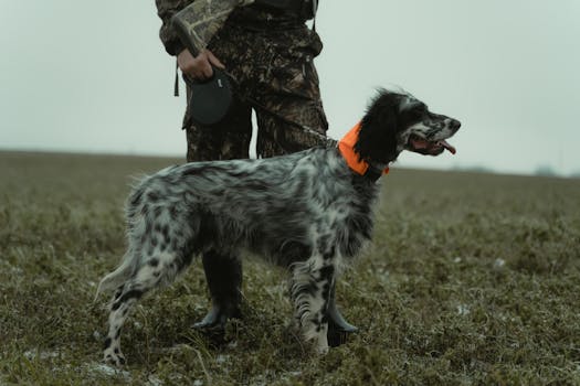 hunting dog practicing in the field