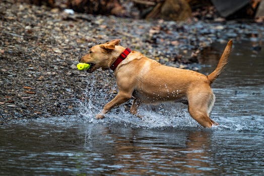 happy retriever with a prize toy