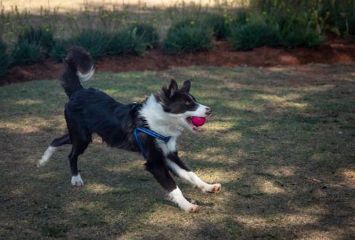 dog training in action