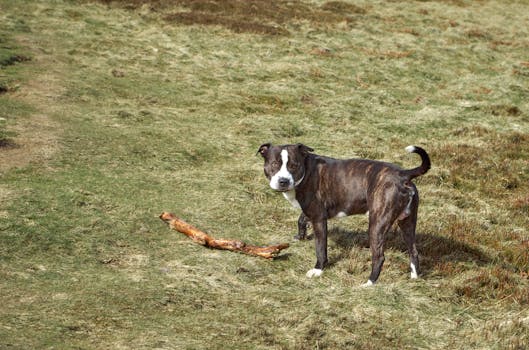 family training dog in the field