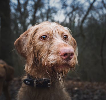 dog tracking a scent trail