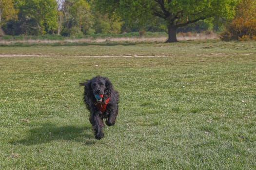 happy hunting dog fetching a bird