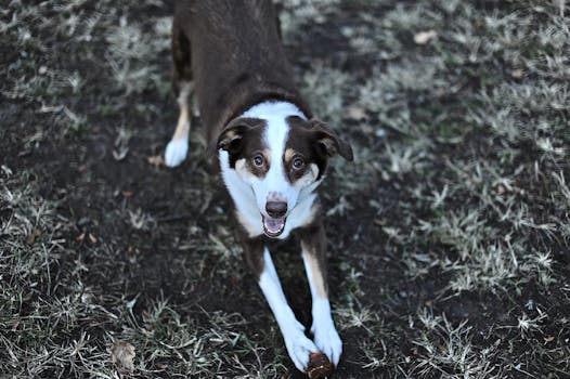 happy dog playing fetch