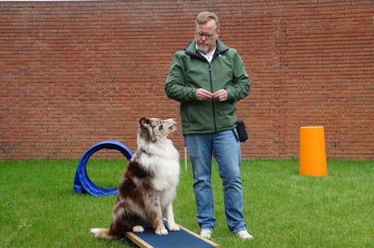 hunting dog navigating an agility course