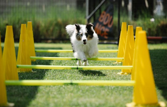 dog completing an obstacle course