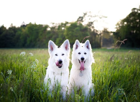 hunters in the field with their dogs