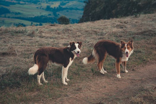 hunter training dog in the field