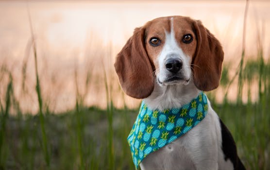 dog tracking scents