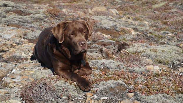 A hunting dog practicing retrieving in a calm environment