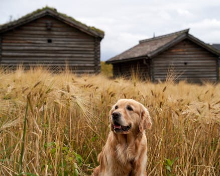 descriptive image of a dog confidently retrieving a toy