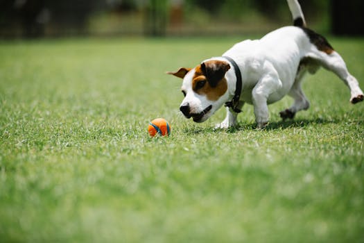 happy dog with a ball