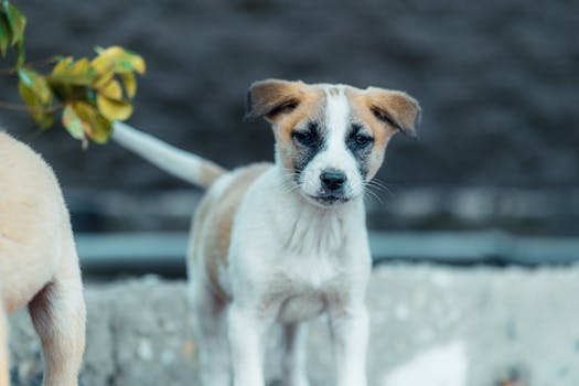 happy dog receiving praise