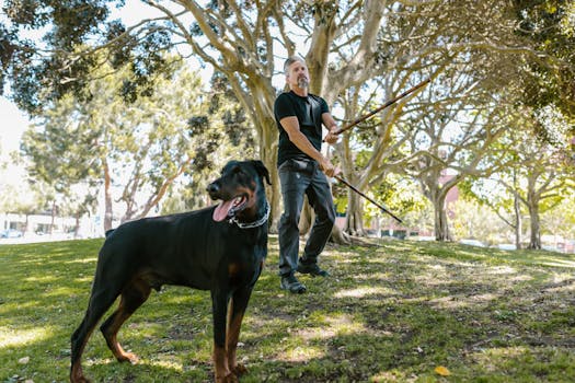 dog training session outdoors