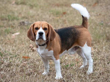 happy hunting dog in the field