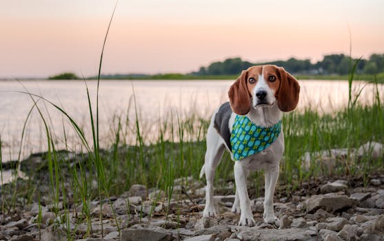 hunting dog happily retrieving a dummy