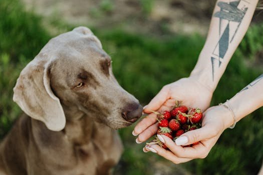 dog receiving a treat for good behavior