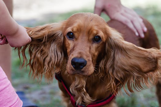 successful duck retrieval by spaniel