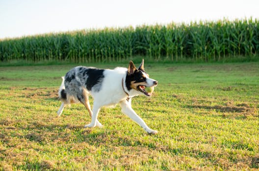 dog training in the field