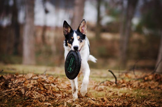 happy dog training outdoors