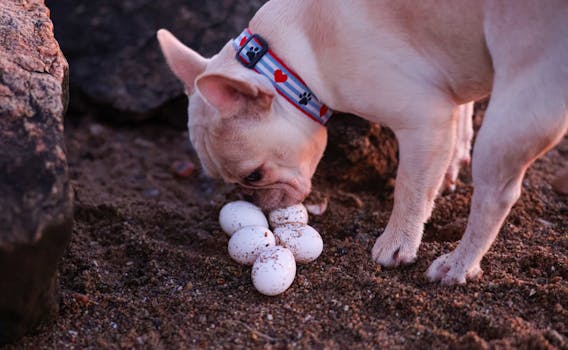 dog sniffing the ground