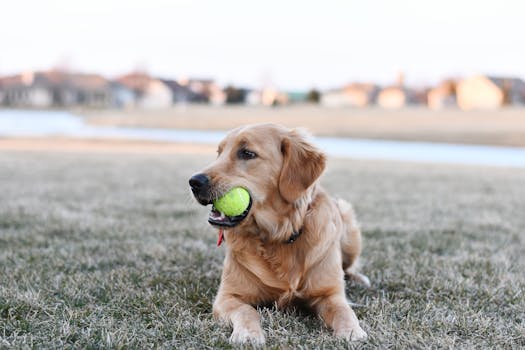 puppy practicing retrieving in the field