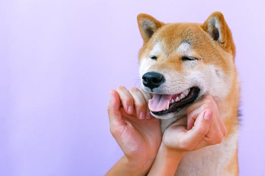 happy puppy excited to learn