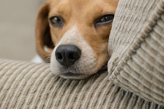 dog using its nose to track scent