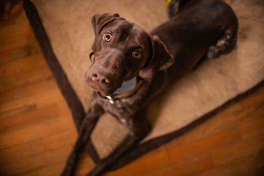 grooming an upland hunting dog