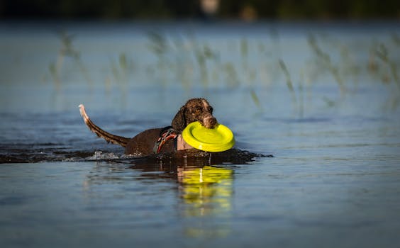 upland hunting dog fetching