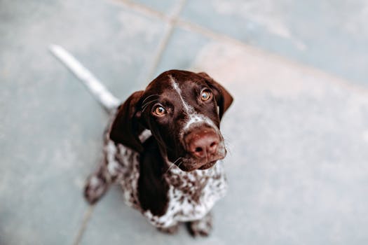 upland hunting dog in training