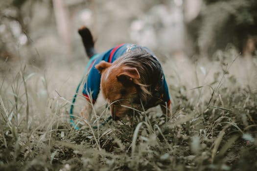 puppy exploring a park