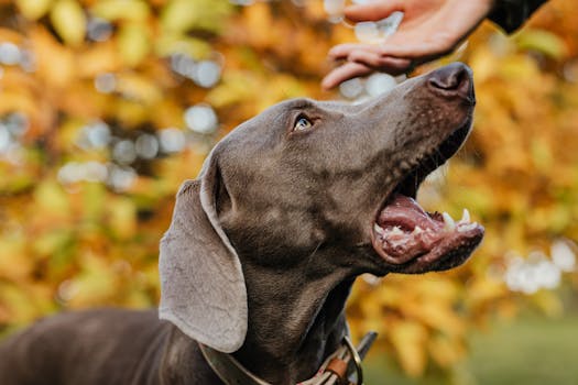 happy hunting dog