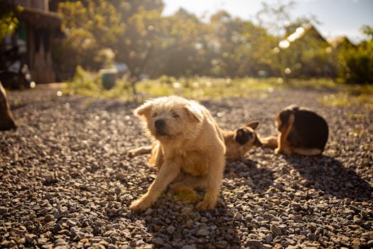 puppy playing with other dogs