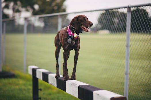 hunting dog focused on the field